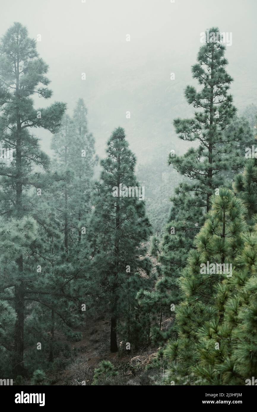 Coniferous trees, detail, fog, Stock Photo