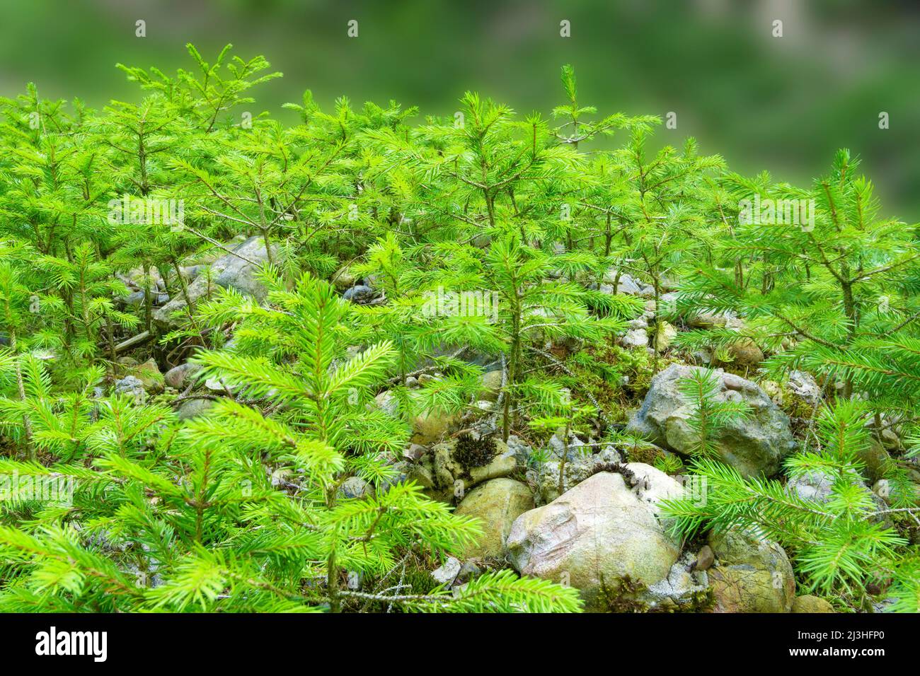 Fresh green forest with young conifer saplings, Bavaria, Germany Stock Photo