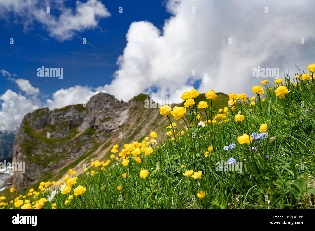 Blooming yellow troll flowers (Trollius) in the Alps. Rofan, Tyrol, Austria Stock Photo