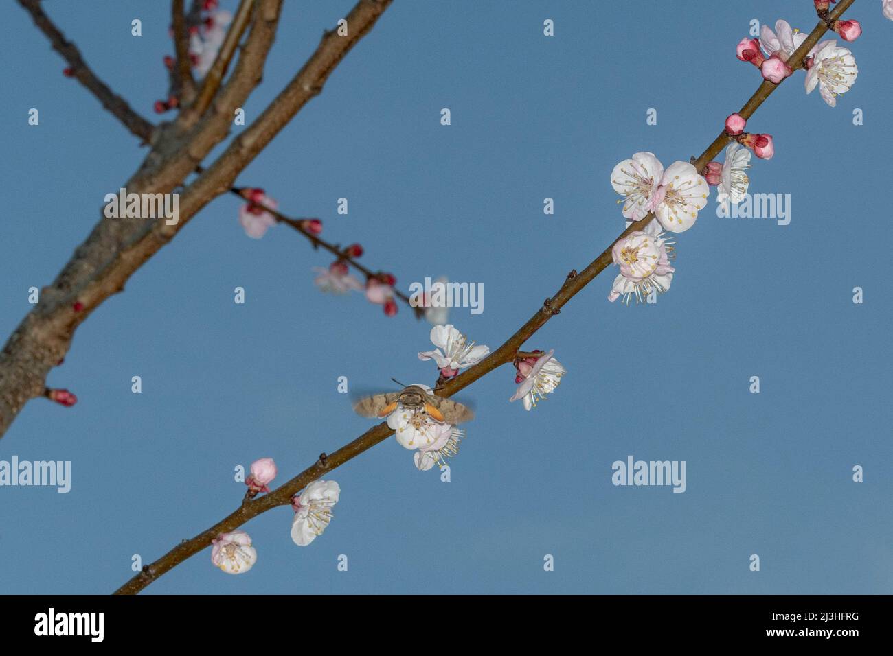 Flowering of an apricot tree Stock Photo
