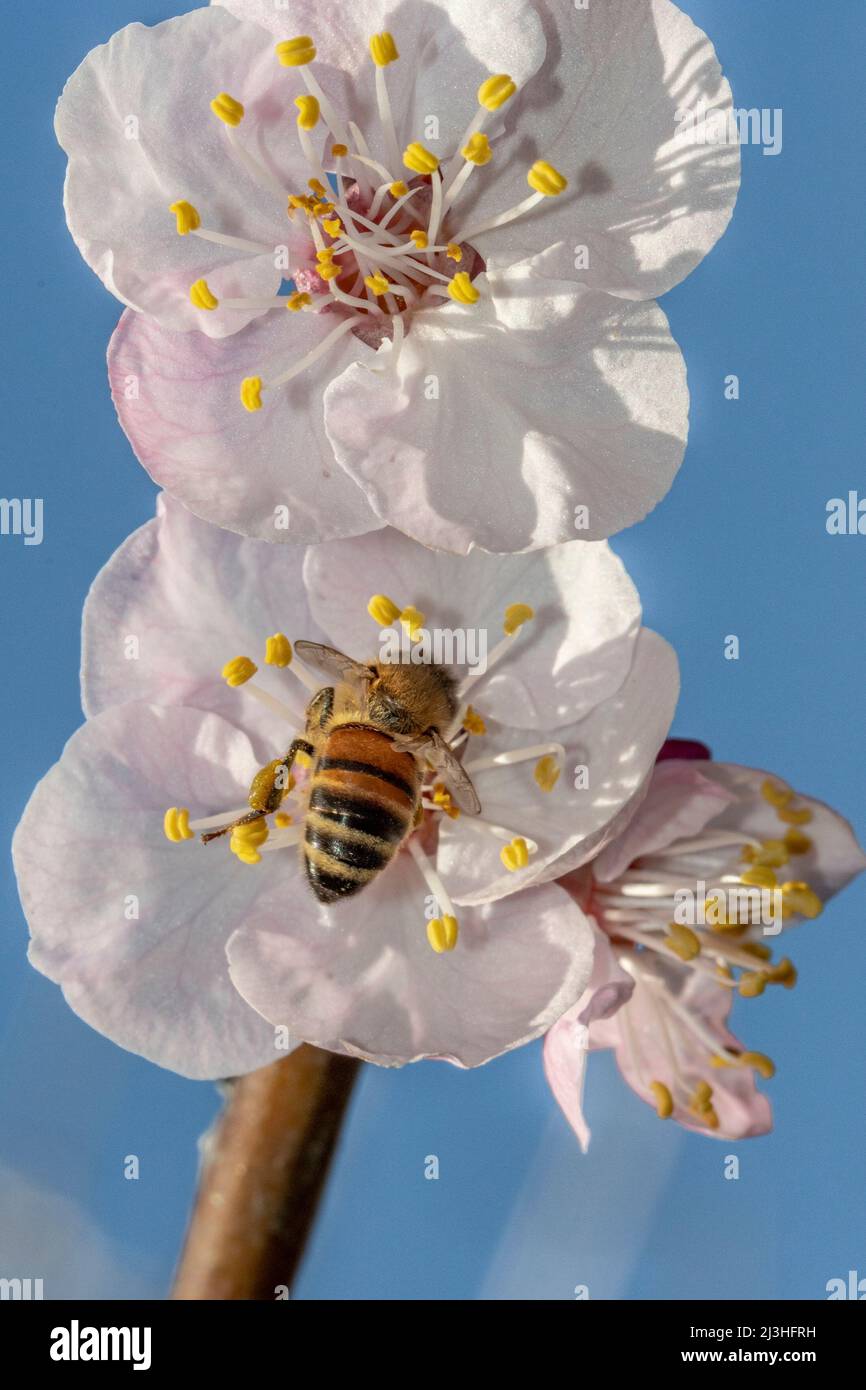 Bee in the foreground on apricot blossom Stock Photo