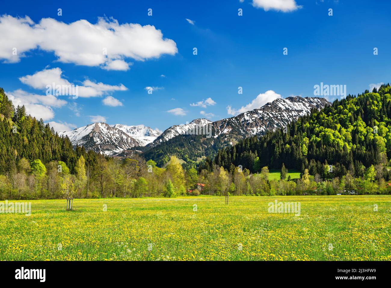 Beautiful mountain landscape in spring. Flowering meadow, forest and snow-covered mountains. Unterjoch, Allgäu Alps, Bavaria, Germany Stock Photo