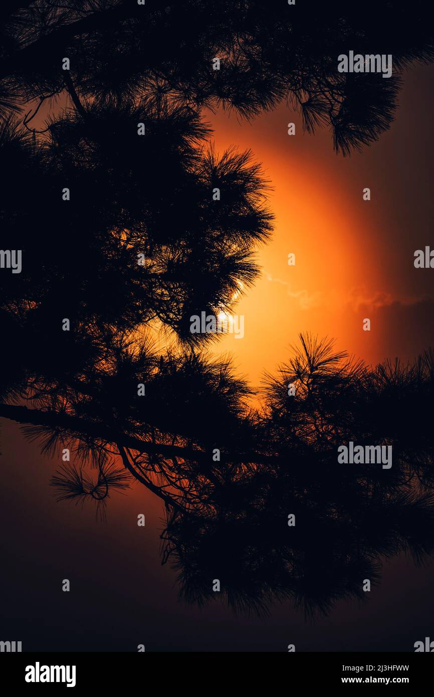 Close up of pine twigs and red sky color in background, summer sky, sunset time. Stock Photo