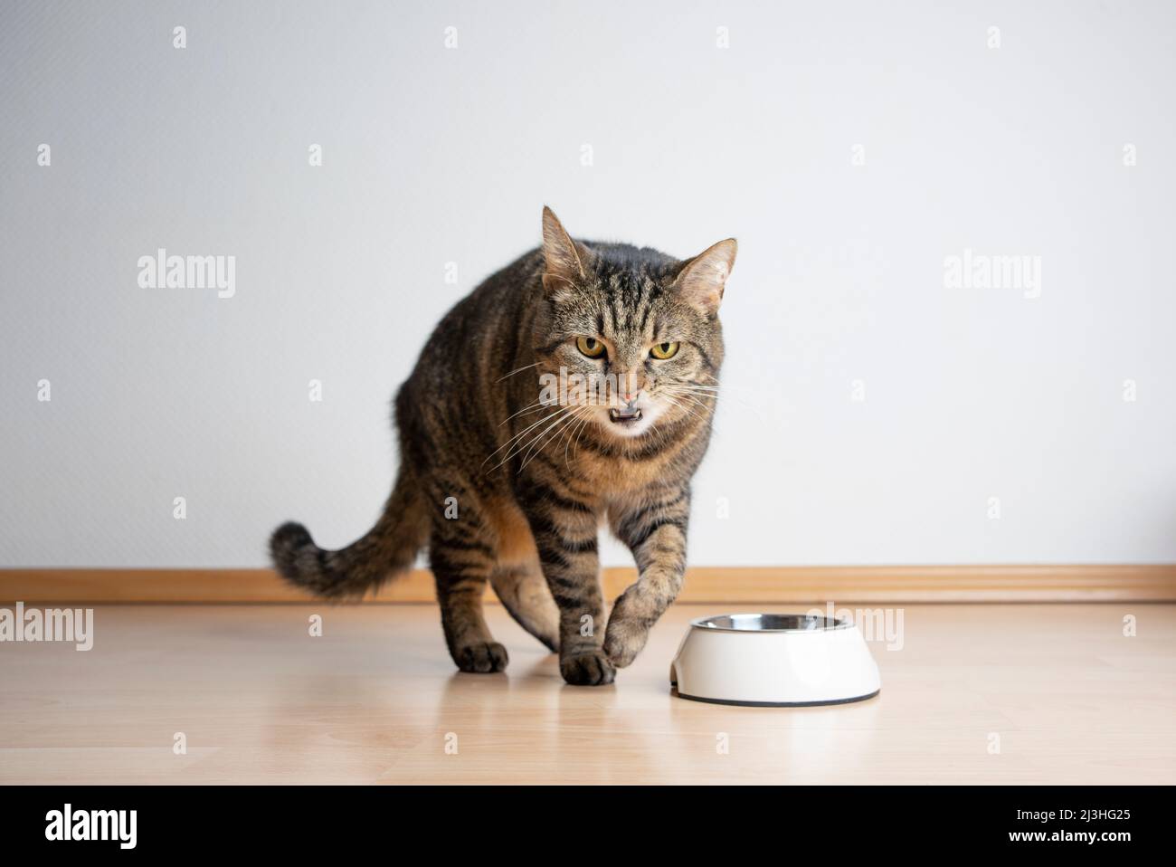 angry cat dislikes pet food in feeding bowl looking at camera with copy space Stock Photo