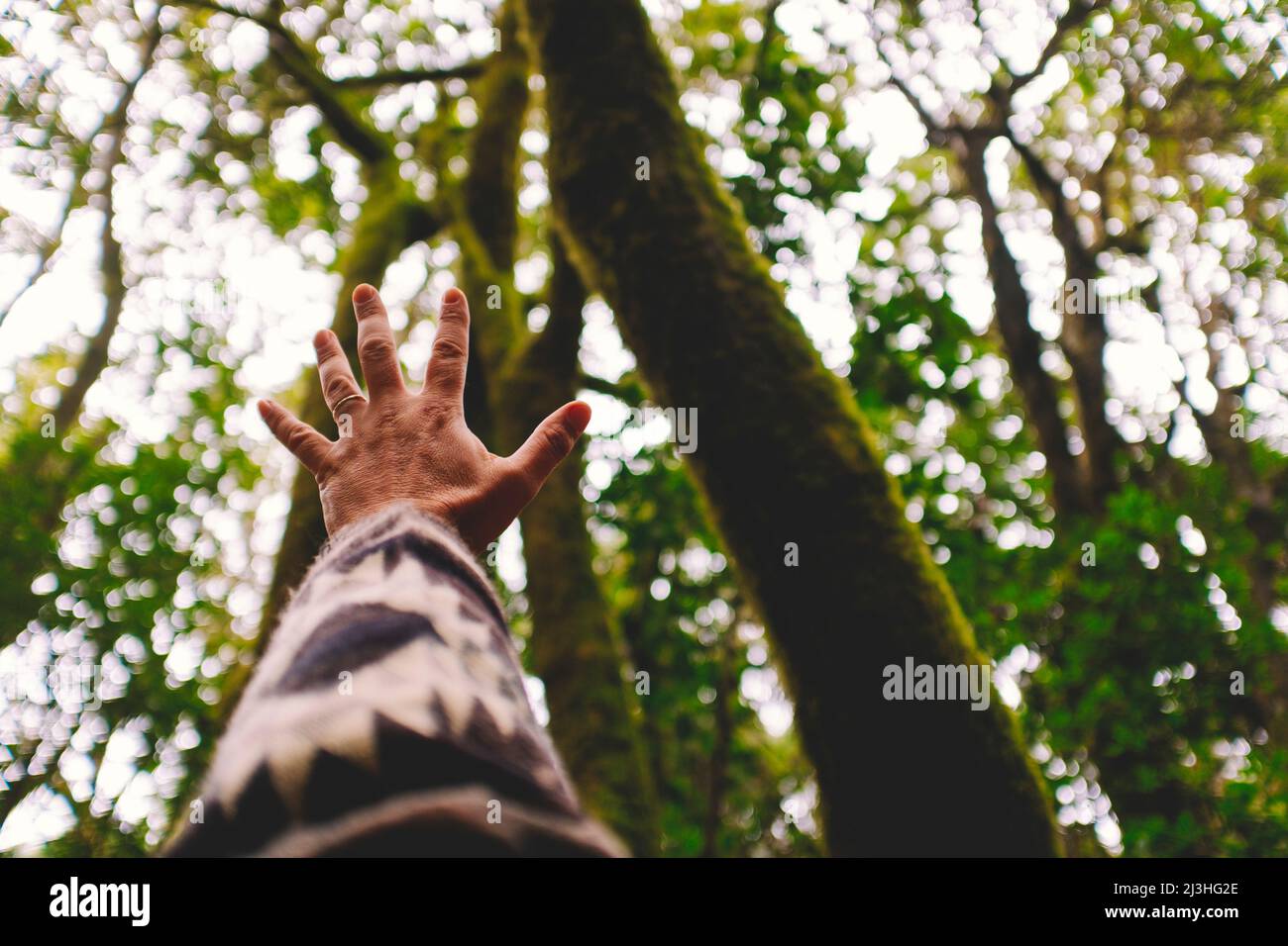 outstretched hand in front of green tall trees, concept - concept man and nature, respect, environmental protection, deforestation, save planet earth Stock Photo