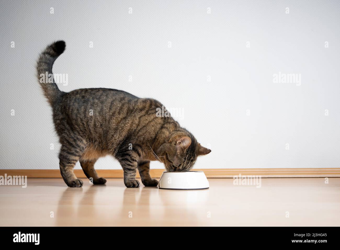side view of tabby cat eating pet food from feeding bowl on white background with copy space Stock Photo
