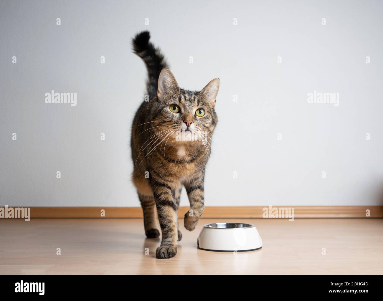 hungry tabby cat next to empty feeding bowl waiting for pet food with copy space Stock Photo