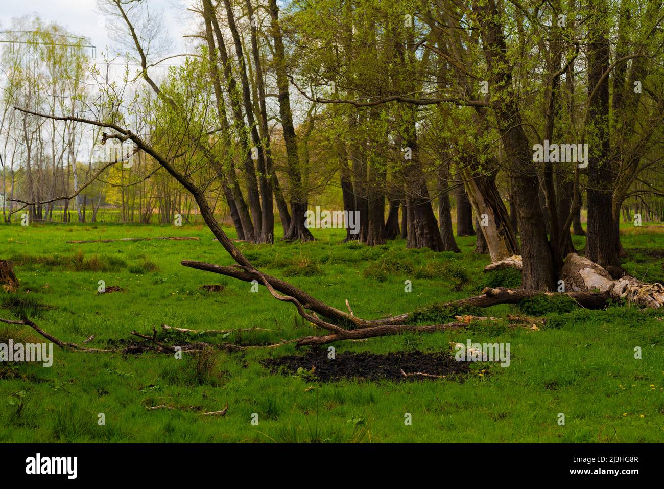 Fresh green meadow in spring, trees with first green leaves Stock Photo