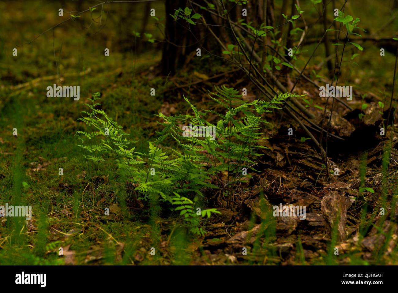 First fern plants in spring wake up in the forest Stock Photo