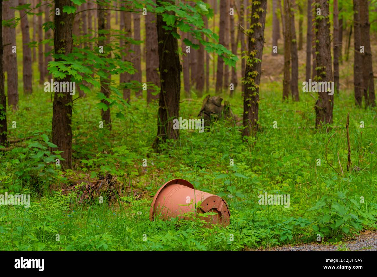 Pollution, illegally disposed plastic flower pot in a forest, garden waste Stock Photo