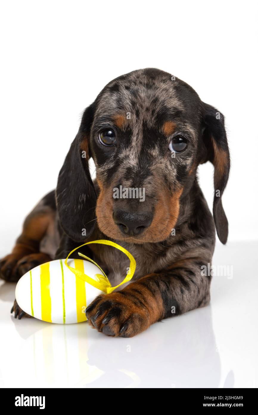 A cute little dachshund puppy is sitting next to a basket of pastel-colored Easter eggs on a white background. The concept of the Easter holiday Stock Photo