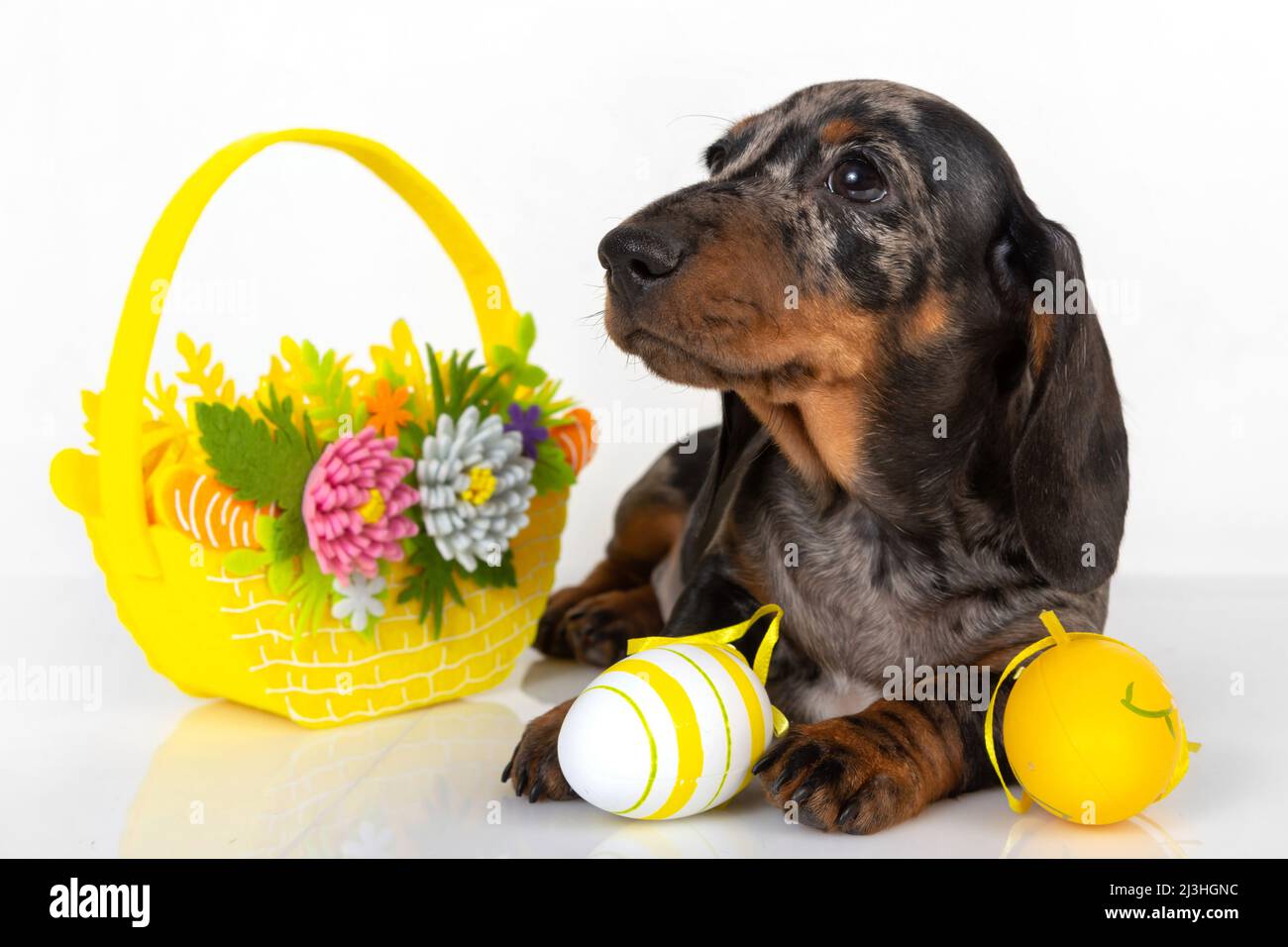 A cute little dachshund puppy is sitting next to a basket of pastel-colored Easter eggs on a white background. The concept of the Easter holiday Stock Photo