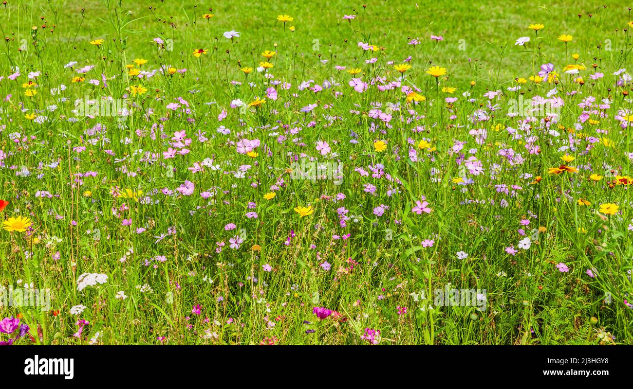 Wildflower meadow with colorful meadow flowers Stock Photo Alamy