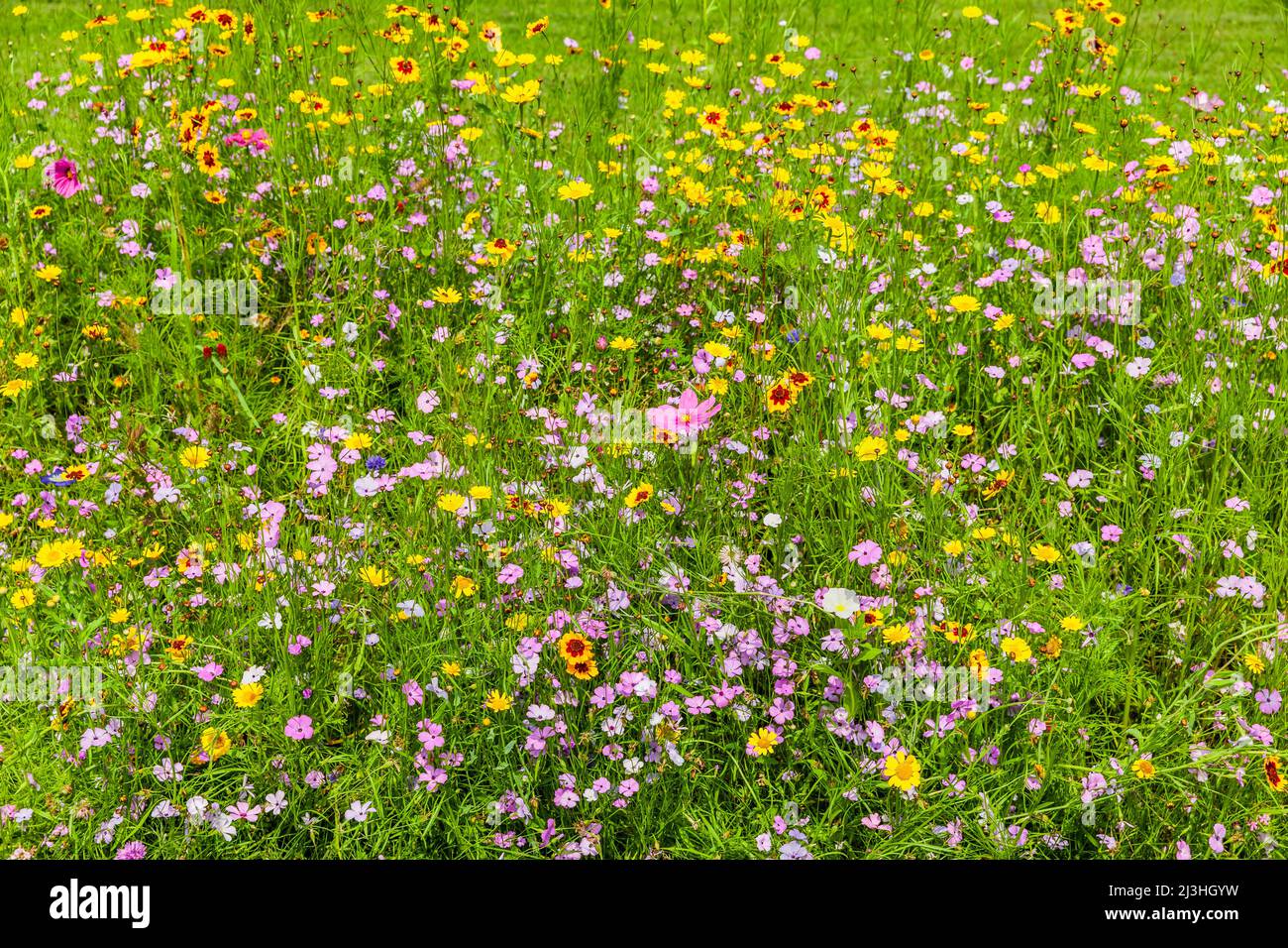 Wildflower Meadow Bed Hi res Stock Photography And Images Alamy wildflower-meadow-bed-hi-res-stock-photography-and-images-alamy