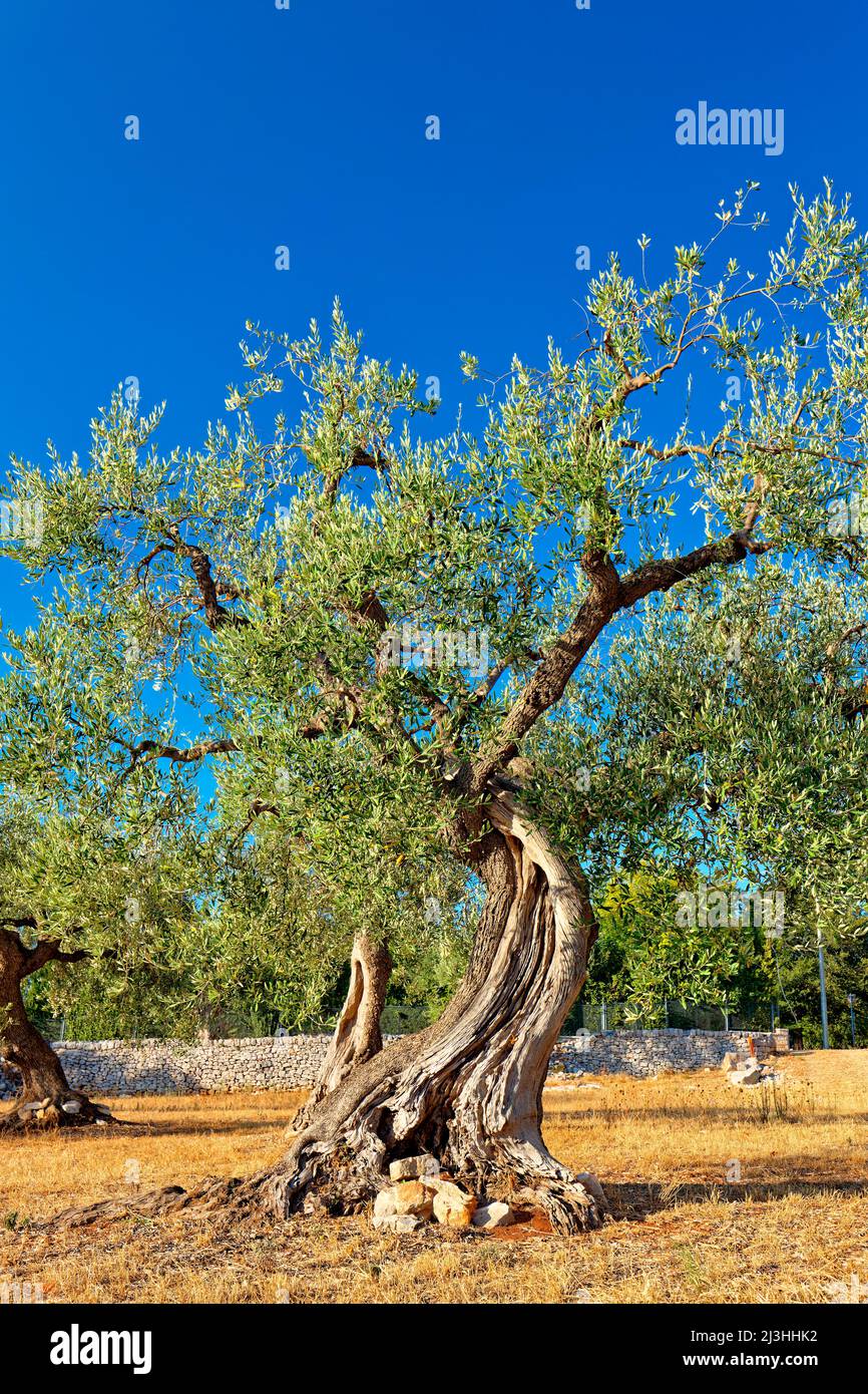 Gnarled olive tree in a withered field in italy hires stock photography and images Alamy
