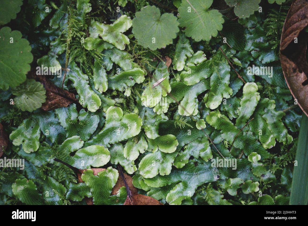 great scented liverwort, Conocephalum conicum, Ribeiro Frio, SÃ£o Roque do Faial, Madeira, Portugal, Europe Stock Photo