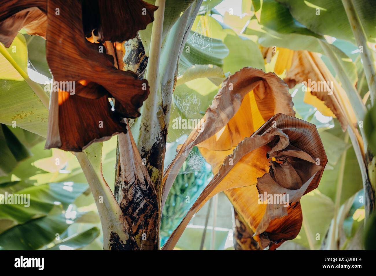 Banana plant, Musa, Plantation, Madalena do Mar, Madeira, Portugal, Europe Stock Photo