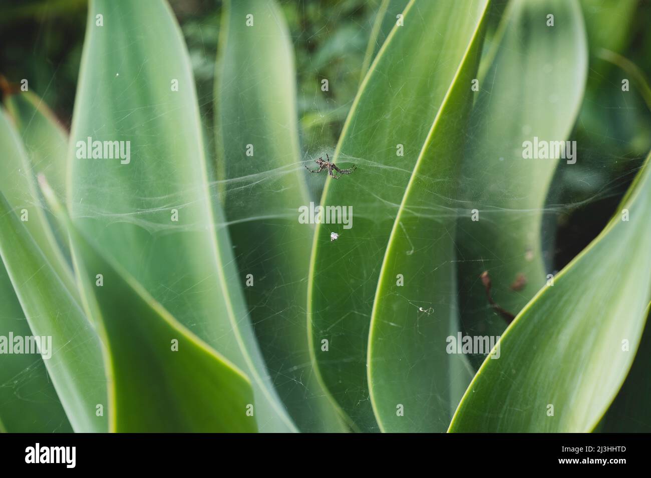 lion's tail Agave, Agave attenuata, Funchal, Madeira, Portugal, Europe