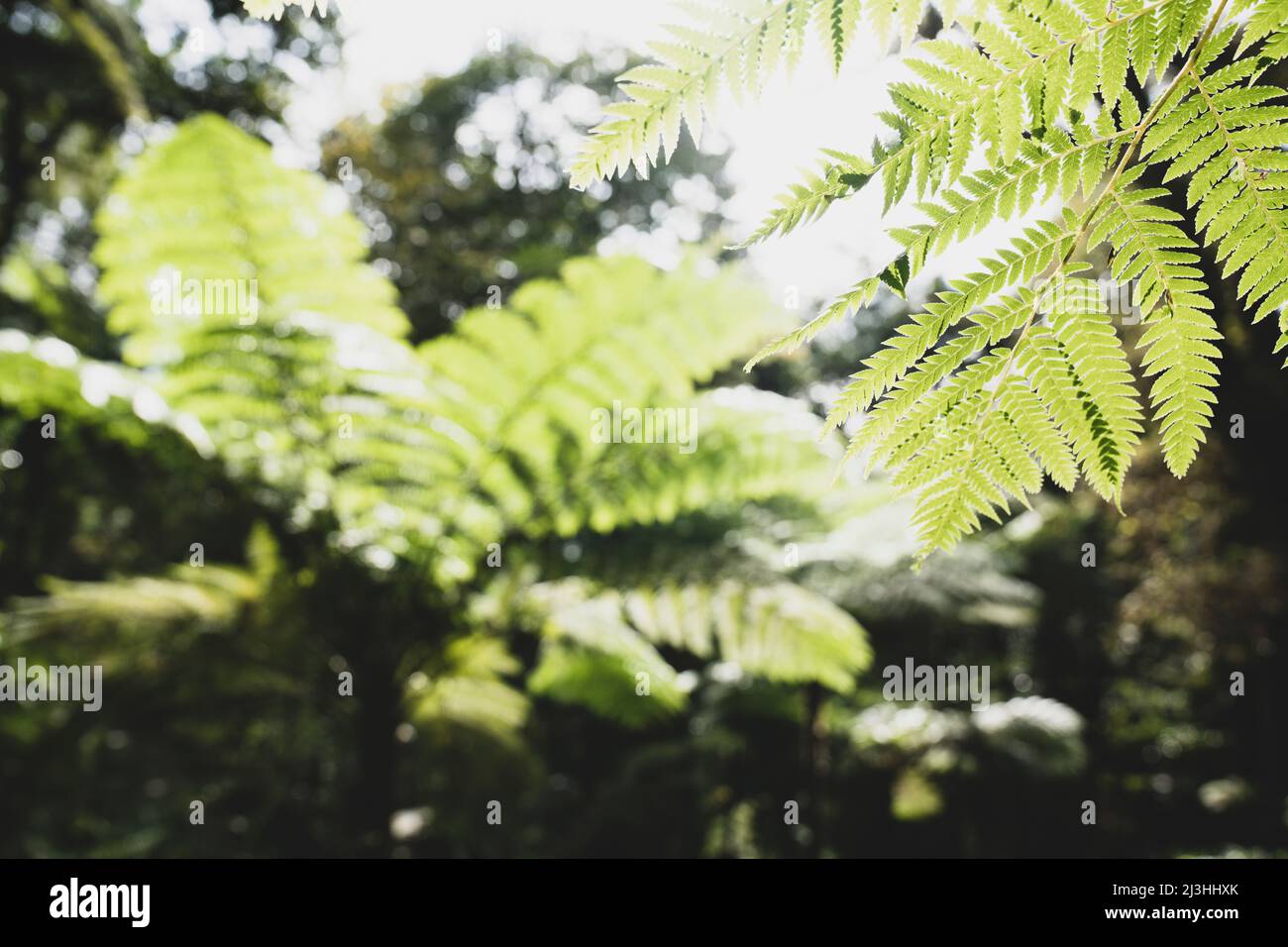 Australian tree fern, scale cup fern, Sphaeropteris cooperi, Cyathea cooperi, Monte Palace Tropical Garden, Monte, Funchal, Madeira, Portugal, Europe Stock Photo