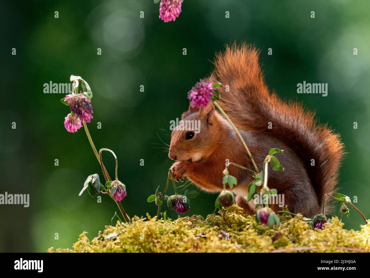 Red squirrel with clover flowers hires stock photography and images