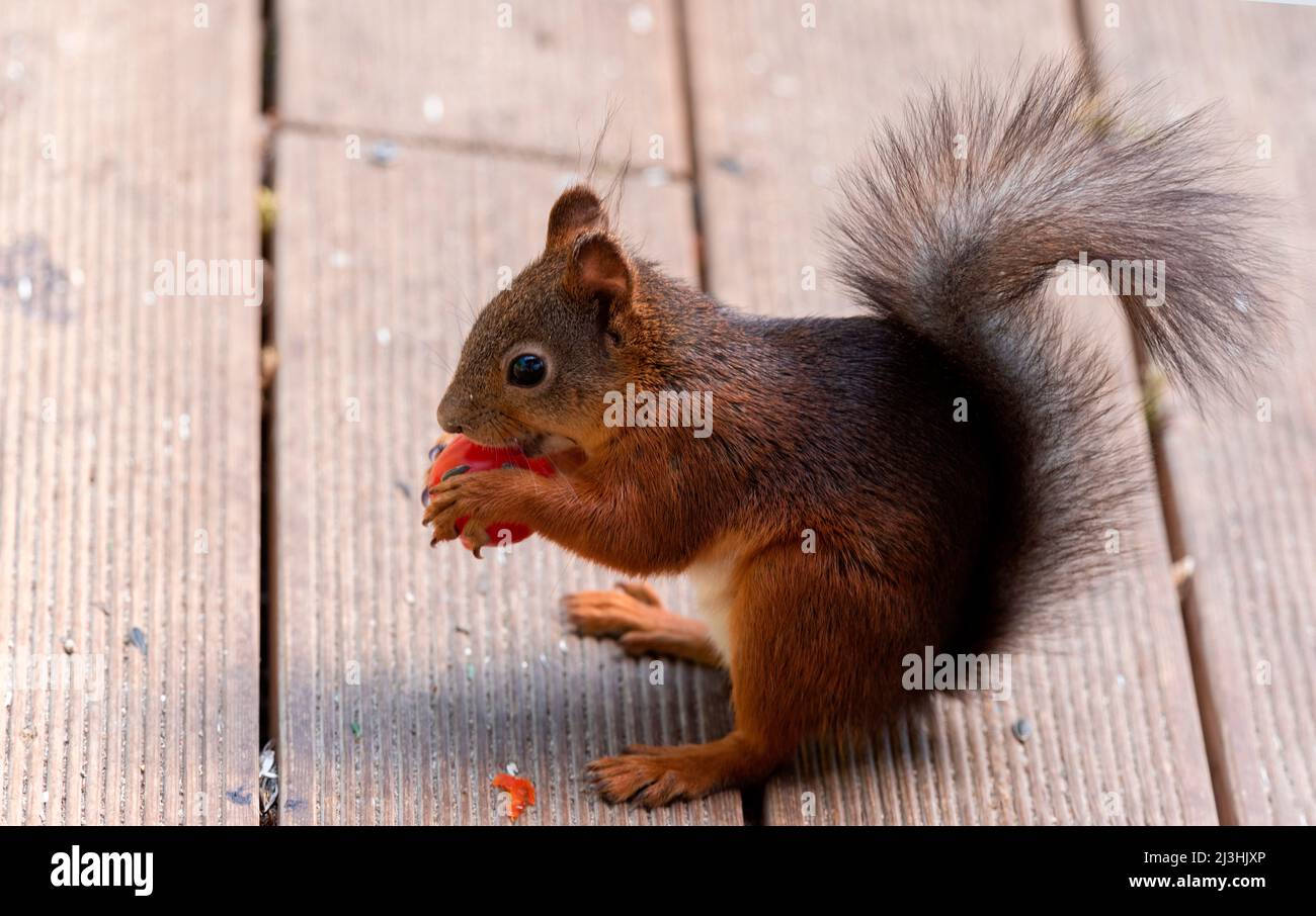 red squirrel eating a tomato Stock Photo Alamy