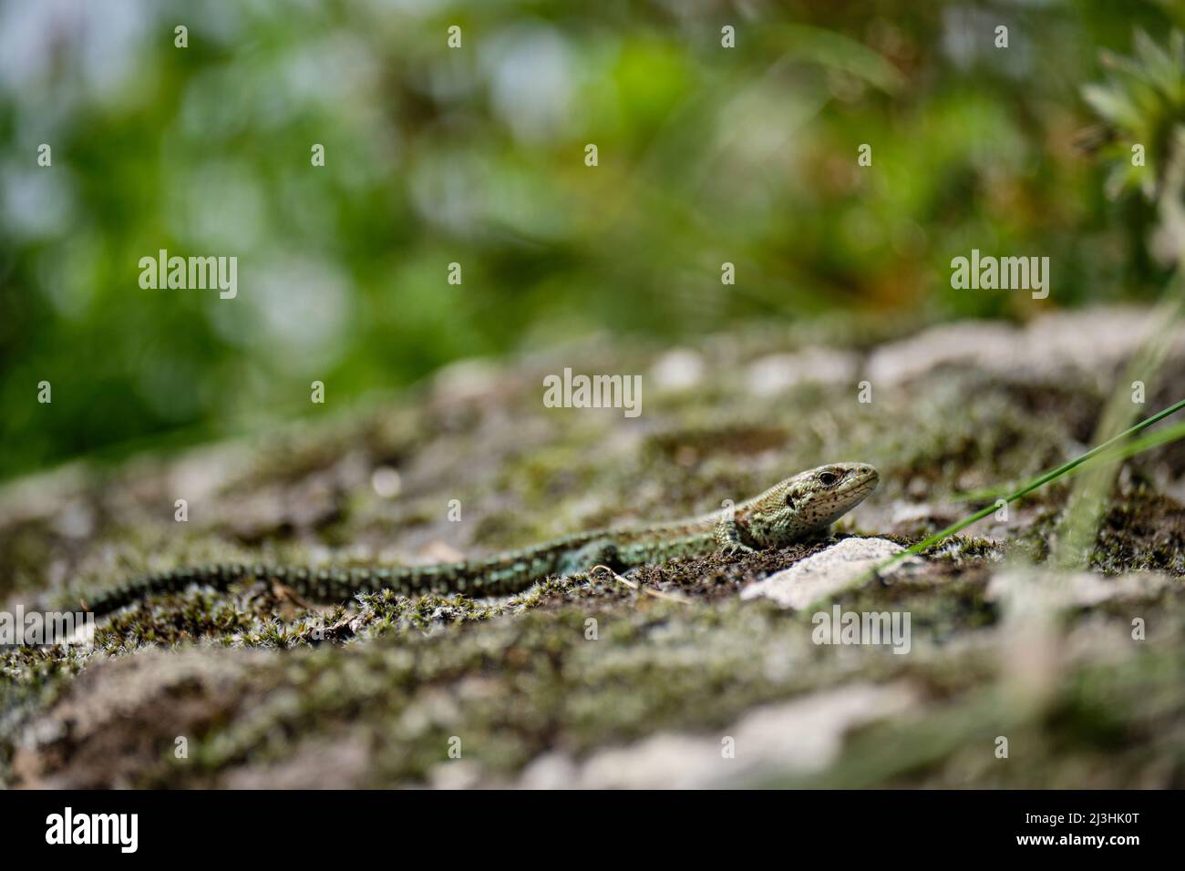 Wood lizard, Zootoca vivipara, Lacerta vivipara, Mountain lizard, Bog ...