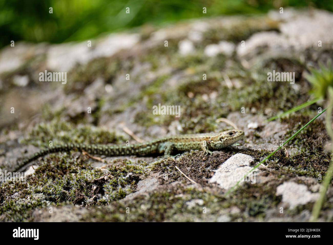 Wood lizard, Zootoca vivipara, Lacerta vivipara, Mountain lizard, Bog ...