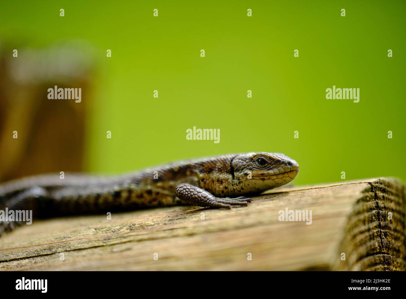 Wood lizard, Zootoca vivipara, Lacerta vivipara, Mountain lizard, Bog ...