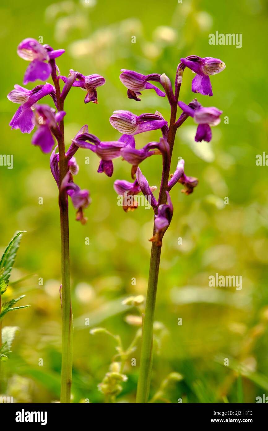 green-veined orchid, Anacamptis morio, Orchis morio Stock Photo