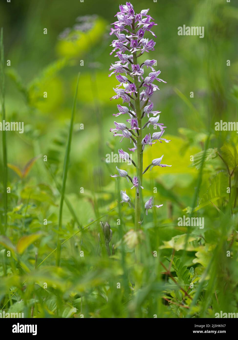 military orchid, Orchis militaris Stock Photo