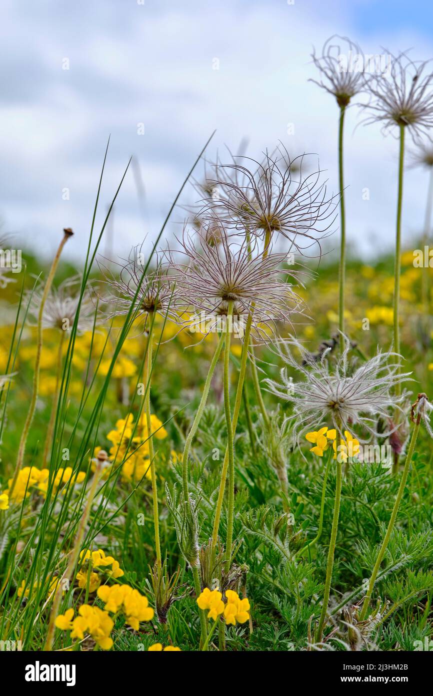 withered inflorescences of the pasque flower, Pulsatilla vulgaris Stock Photo