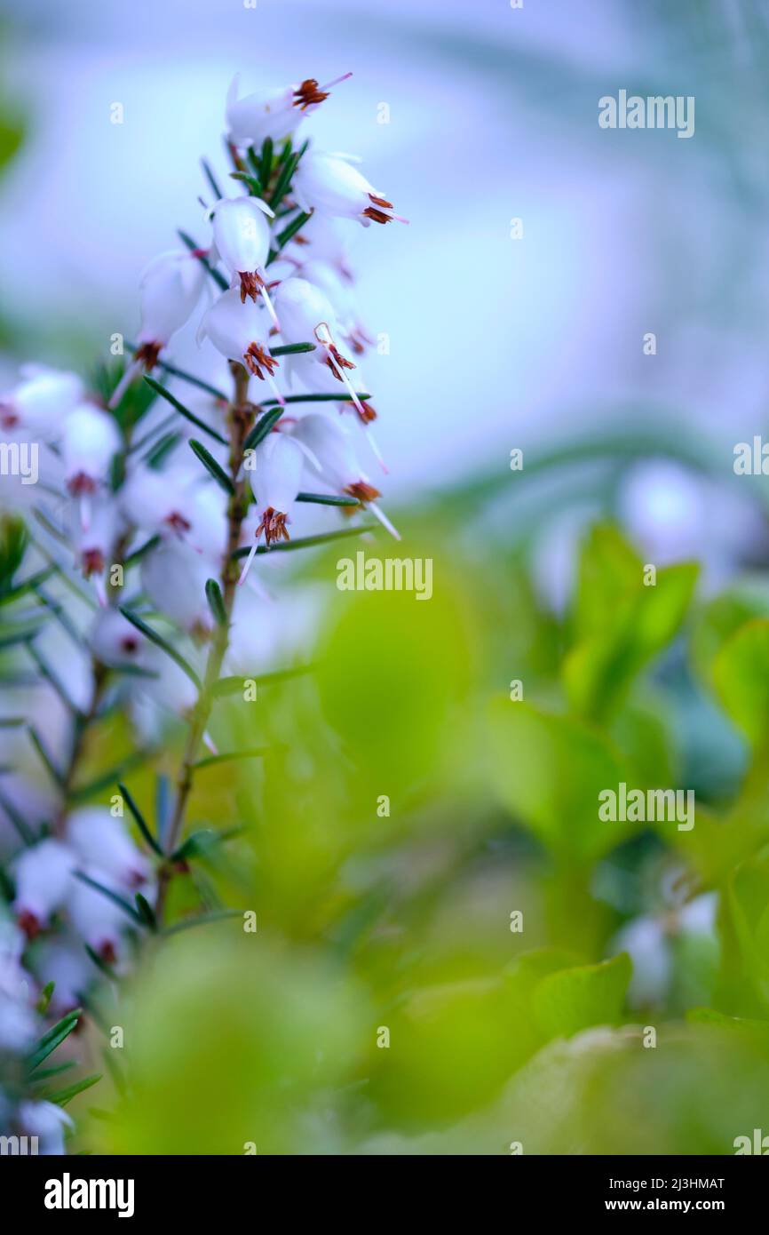 spring heath, Erica carnea var. Alba Stock Photo