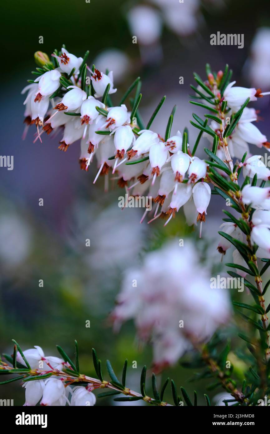 spring heath, Erica carnea var. Alba Stock Photo