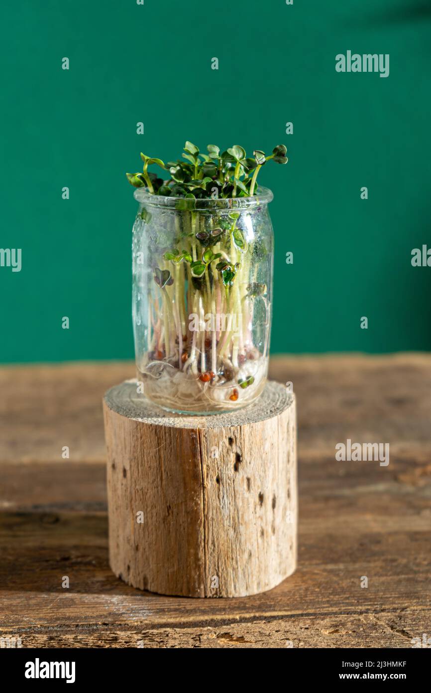 Growing micro green. Glass jars with alfalfa sprouts, radishes, lettuce
