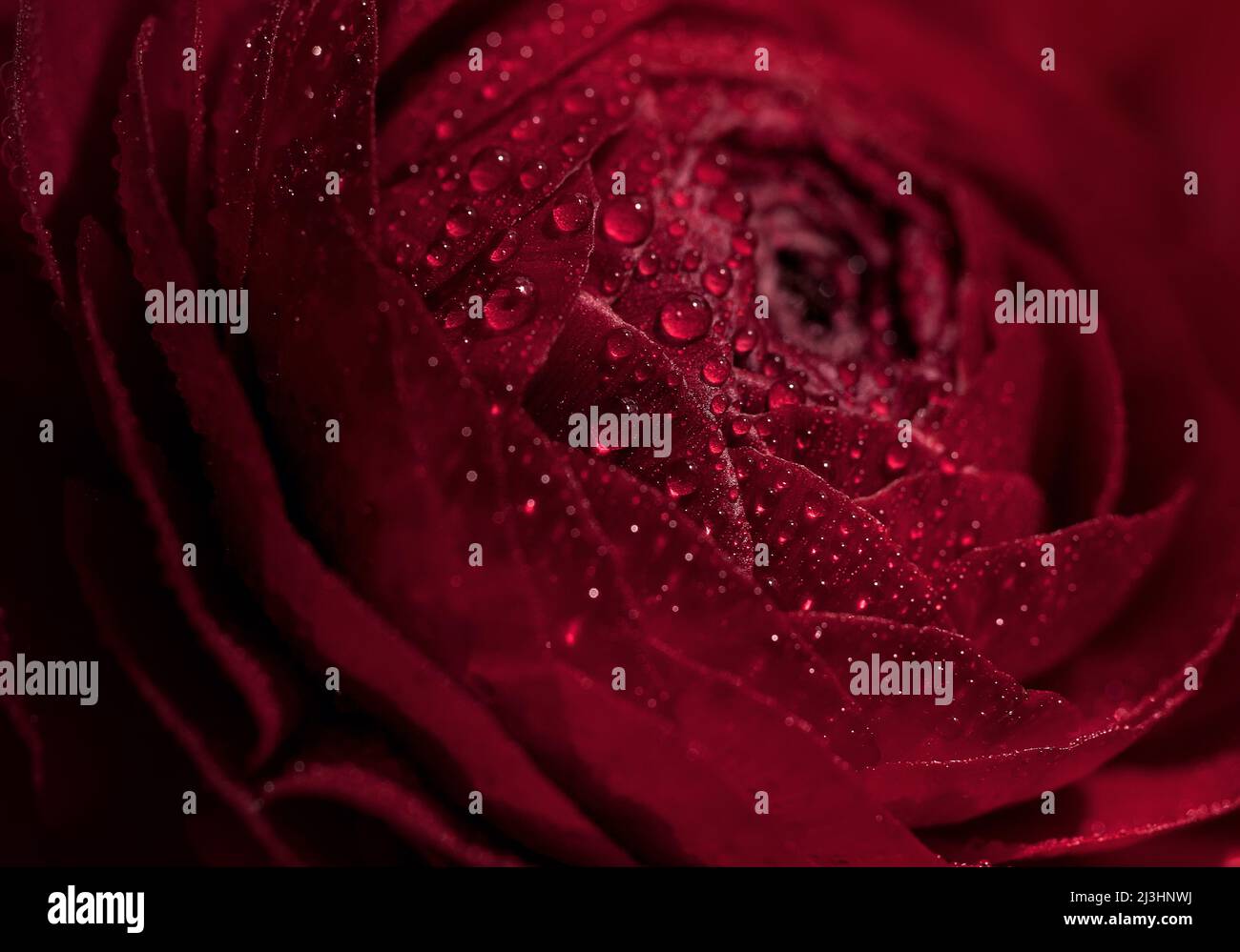 blooming deep red flower wit water drops. floral background Stock Photo