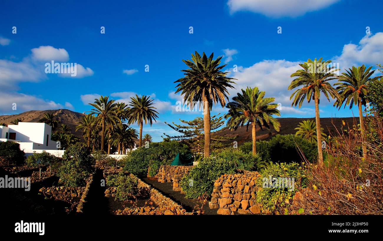 Canary Islands, Lanzarote, volcanic island, north of the island, oasis town, Haria, white house left in the picture, stone wall, palm trees, blue sky with white clouds Stock Photo