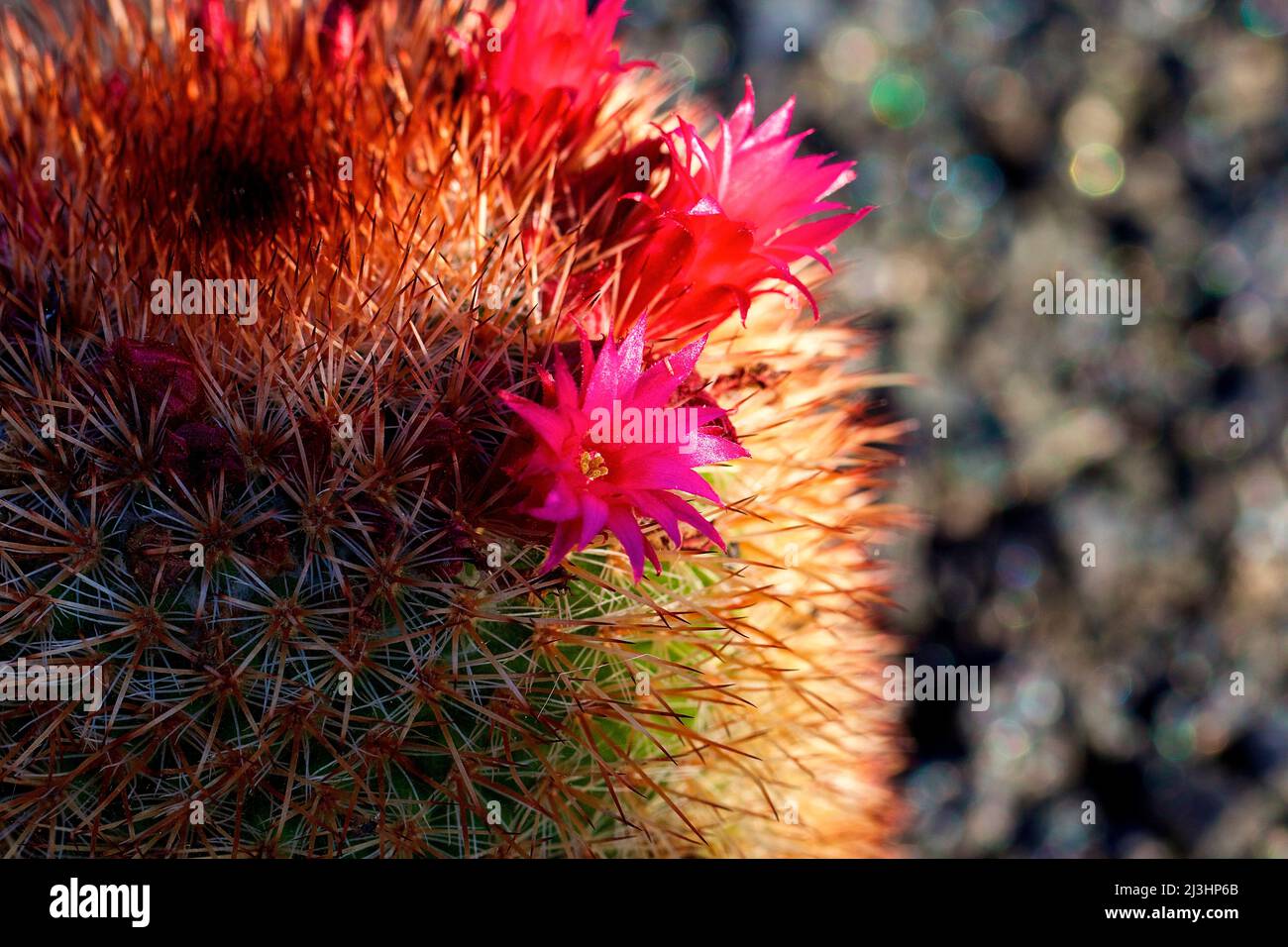 Canary Islands, Lanzarote, volcanic island, Jardin de Cactus, cactus garden, designed by Cesar Manrique, macro shot of a cactus with red flowers Stock Photo