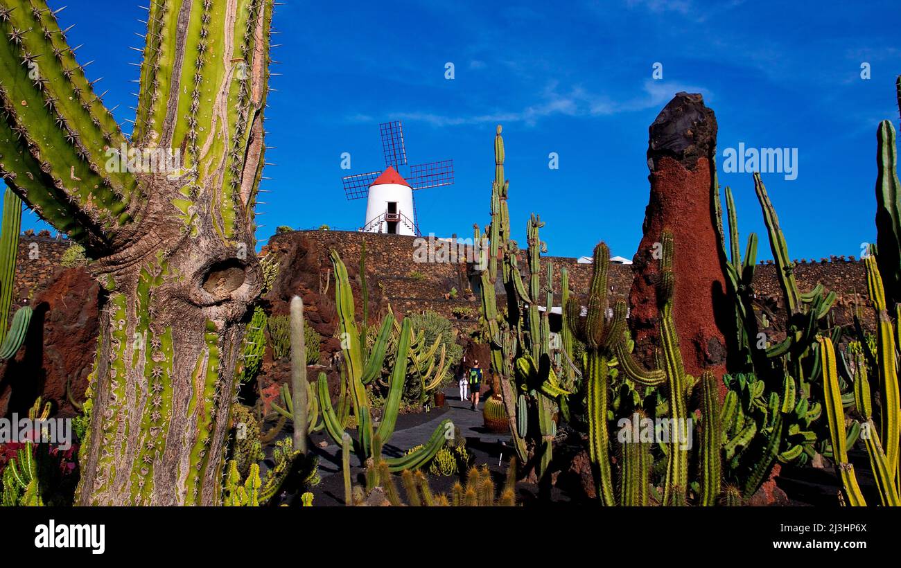 Canary Islands, Lanzarote, volcanic island, Jardin de Cactus, cactus garden, designed by Cesar Manrique, wide angle shot, green cacti in foreground, red steep lava rock in middle ground, white windmills with red roof in background, sky clear and blue, few white cloud stripes Stock Photo