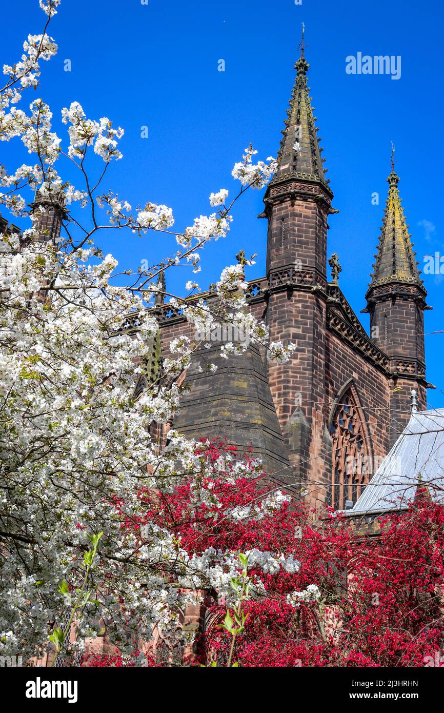 Chester Cathedral in bloom, blue sky and blossom trees Stock Photo