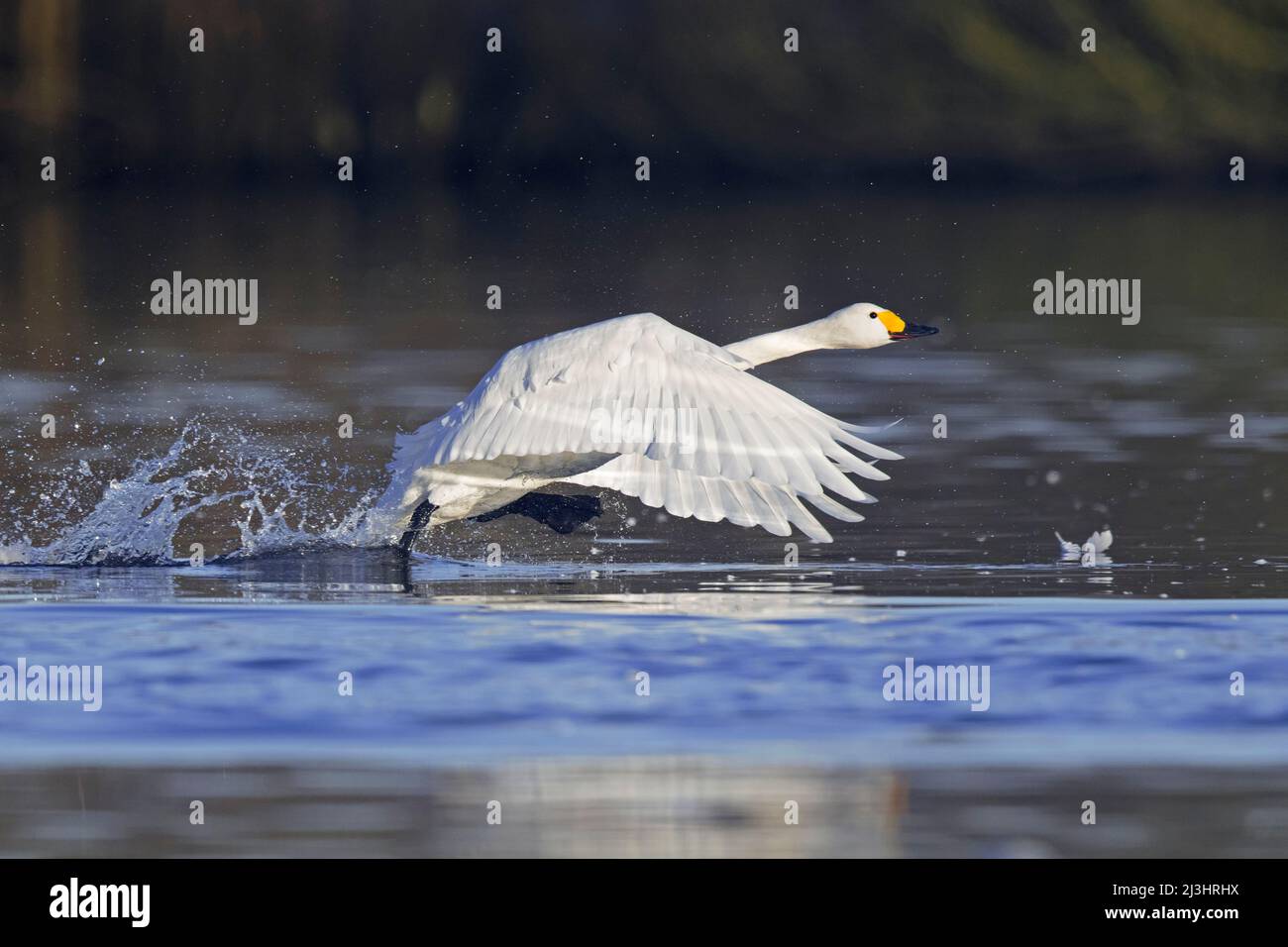 Tundra swan / Bewick's swan (Cygnus bewickii / Cygnus columbianus bewickii) taking off from water in lake in winter Stock Photo