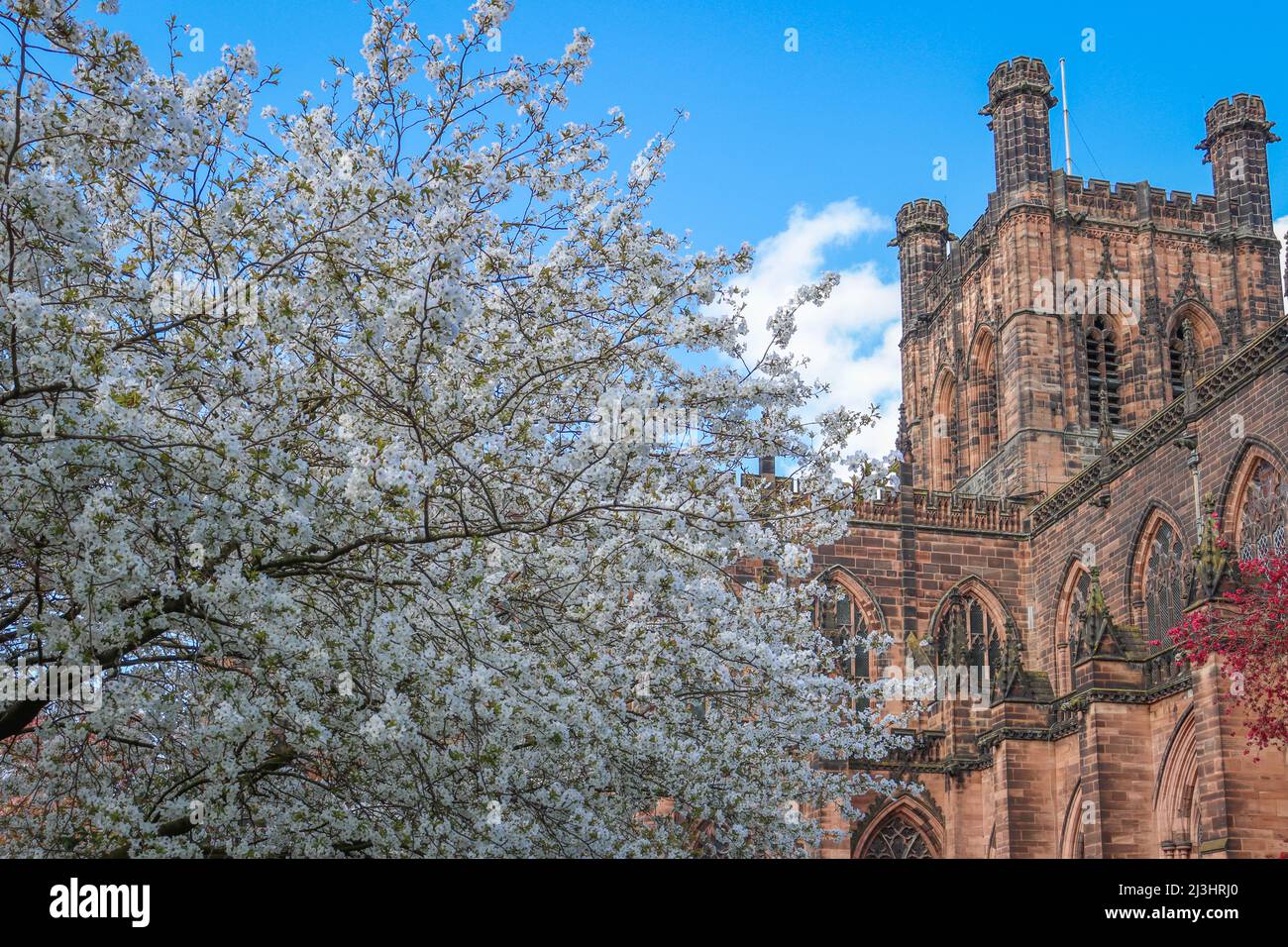 Chester Cathedral in bloom, blue sky and blossom trees Stock Photo