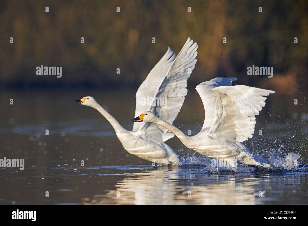 Two tundra swans / Bewick's swans (Cygnus bewickii / Cygnus columbianus bewickii) taking off from water in lake in winter Stock Photo