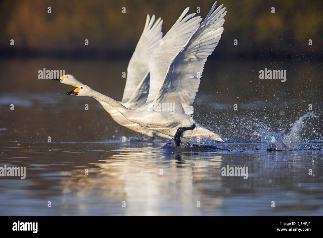 Two tundra swans / Bewick's swans (Cygnus bewickii / Cygnus columbianus bewickii) taking off from water in lake in winter Stock Photo