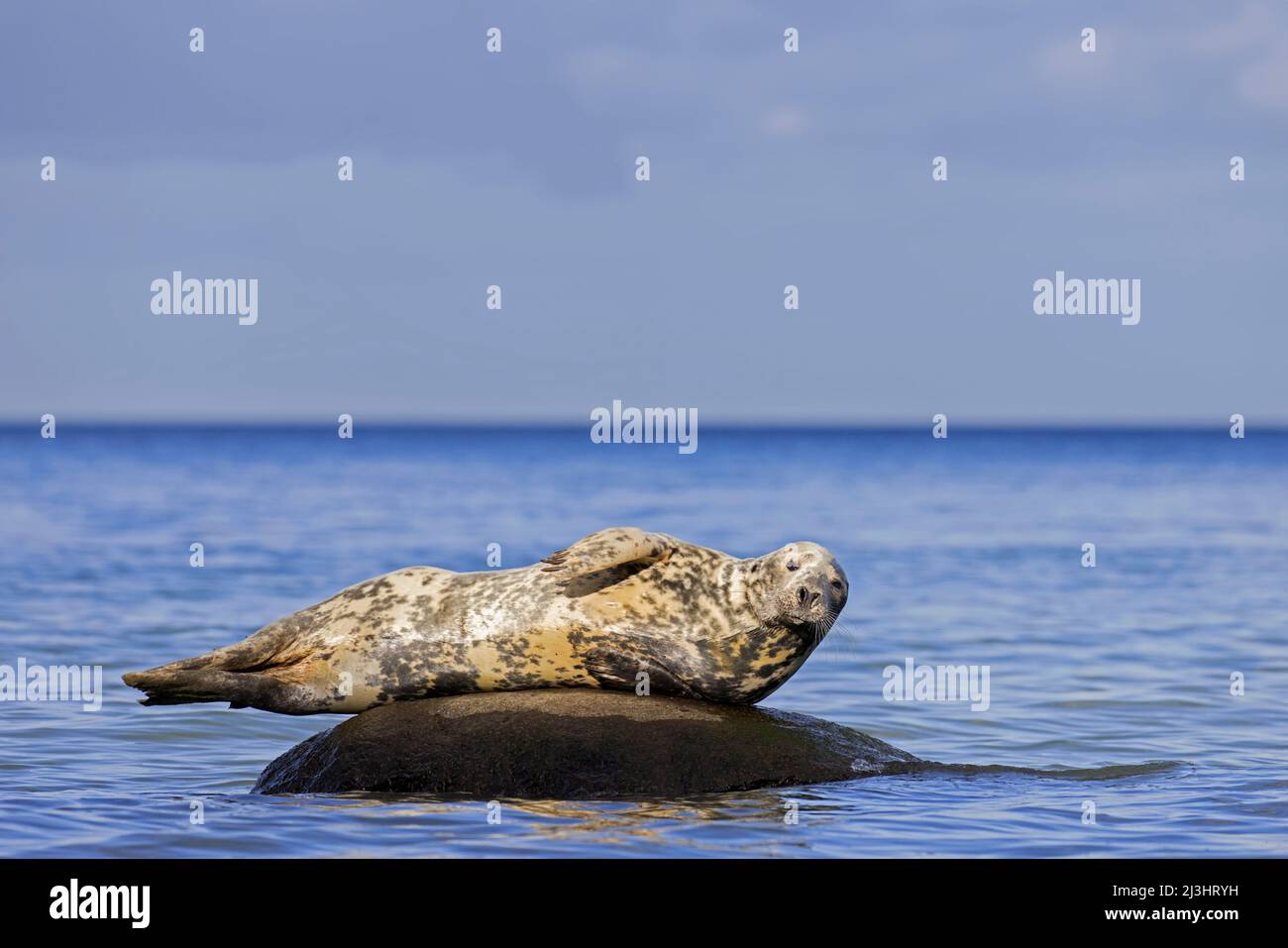Grey seal / gray seal (Halichoerus grypus) resting on rock in sea Stock Photo