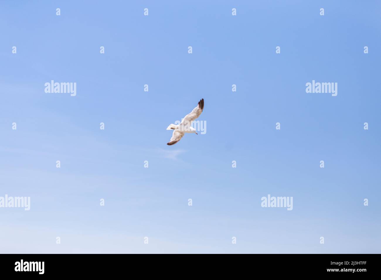 Rockaway Park, New York City, NY, USA, A seagull flying through the air looking for something. Maybe to eat. Stock Photo