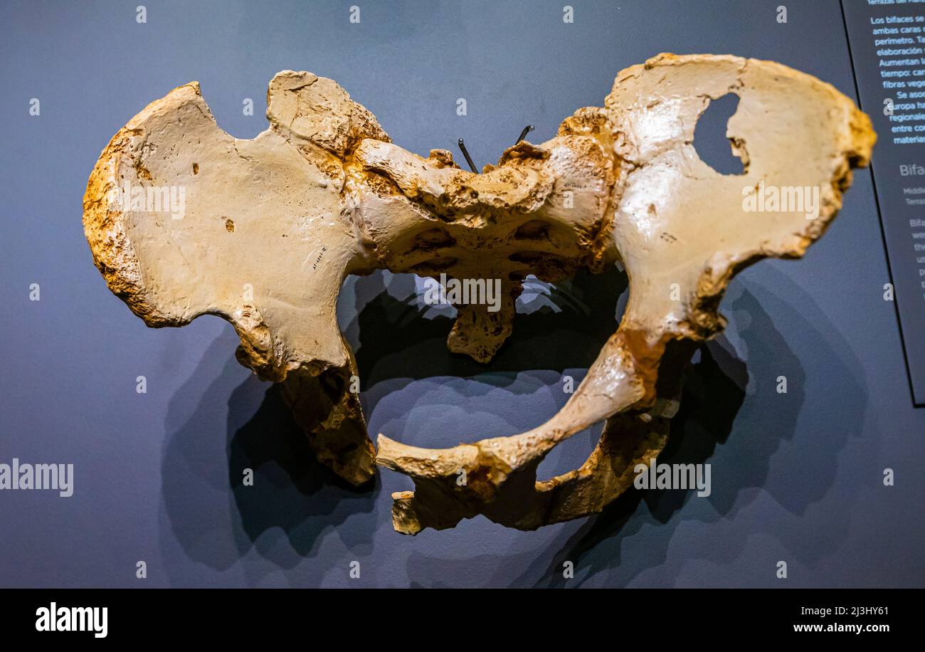 Homo Heidelbergensis, male pelvis, agamenon, 400000 years ago. Replica. Pit of the bones in Burgos. National Archaeological Museum, Madrid, Spain Stock Photo
