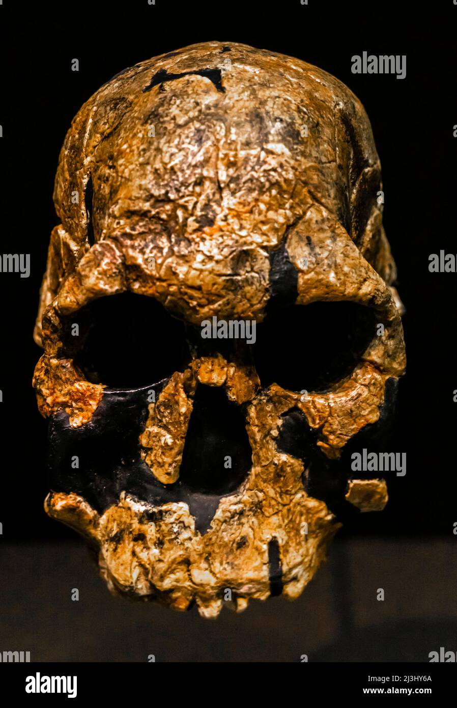 Homo rudolfensis - an adult skull. Cranial capacity, 775 cc. 1,9 - 1,8 million years ago. Early Pleistocene era. Paleolith. Koobi Fora, Kenya Stock Photo