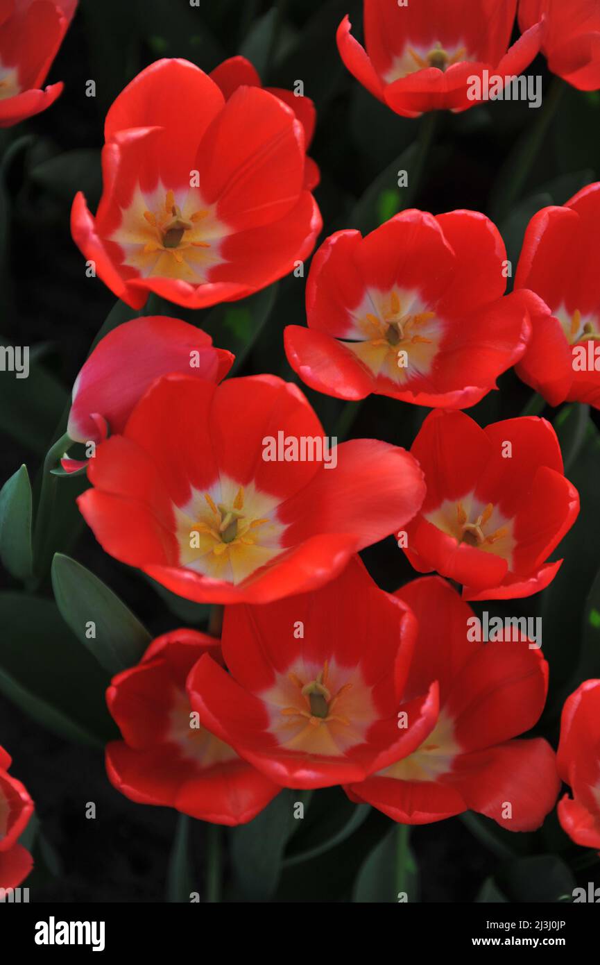 Red Darwin Hybrid tulips (Tulipa) Cherry Delight bloom in a garden in