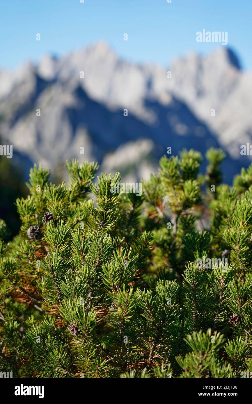 Austria, Salzburger Land, Pinzgau, Litzlkogel, 1625m, mountain pine, mountain pine, Pinus mugo Stock Photo