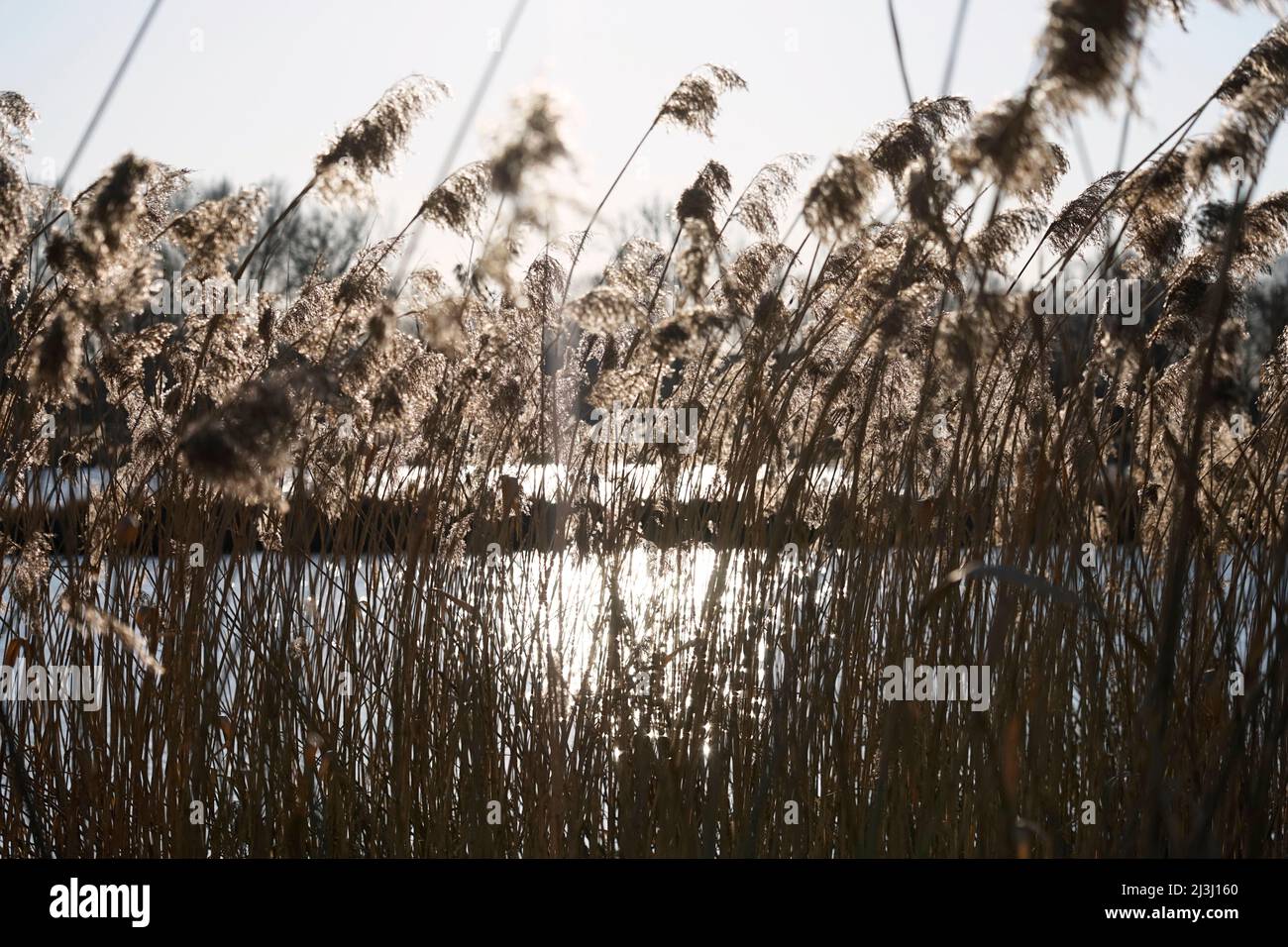Germany, Bavaria, Upper Bavaria, Altötting district, Neuötting, Inn floodplain, wetland, river, oxbow lake, reeds Stock Photo